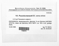 Puccinia tanaceti image